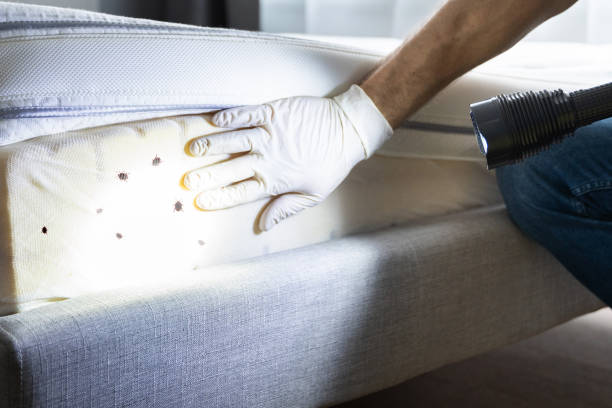 Flea Control Services in Rancho Murieta, CA